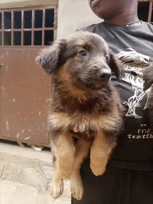 1-3 Months Female Purebred German Shepherd