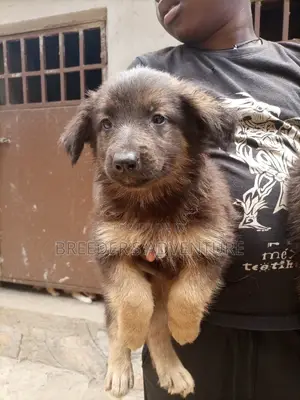 1-3 Months Female Purebred German Shepherd