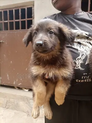1-3 Months Female Purebred German Shepherd