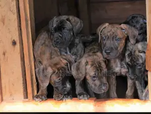 1-3 Months Male Purebred Boerboel