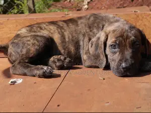1-3 Months Male Purebred Boerboel