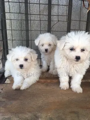 1-3 Months Male Purebred Maltese