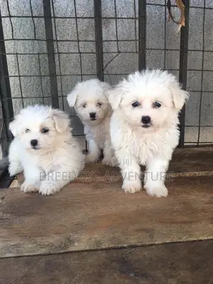 1-3 Months Male Purebred Maltese