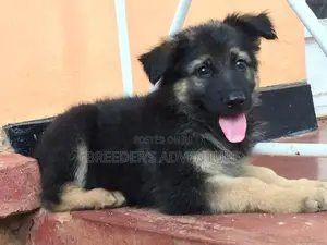 1-3 Months Female Purebred German Shepherd