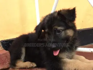 1-3 Months Female Purebred German Shepherd