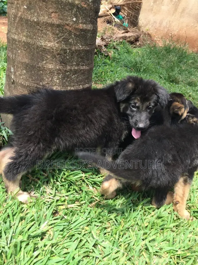 1-3 Months Female Purebred German Shepherd