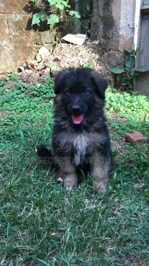 1-3 Months Female Purebred German Shepherd