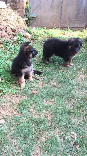 1-3 Months Female Purebred German Shepherd