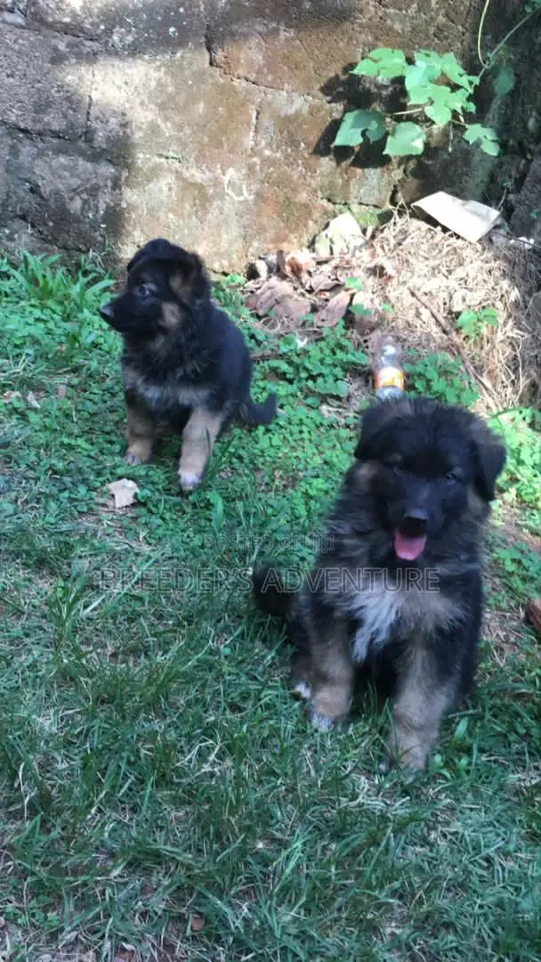 1-3 Months Female Purebred German Shepherd