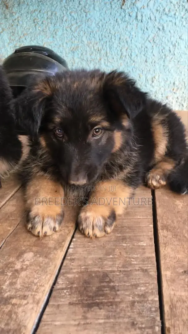 1-3 Months Female Purebred German Shepherd