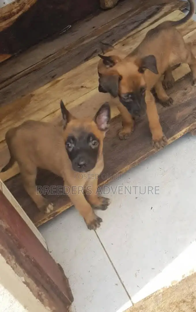1-3 Months Male Purebred Belgian Malinois
