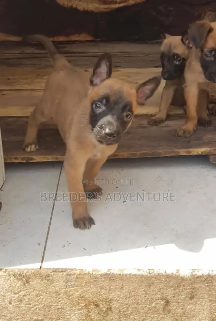 1-3 Months Male Purebred Belgian Malinois