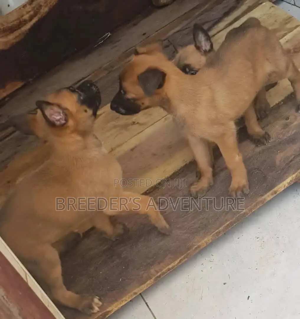 1-3 Months Male Purebred Belgian Malinois