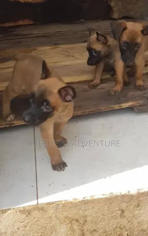 1-3 Months Male Purebred Belgian Malinois