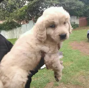 1-3 Months Male Purebred Golden Retriever