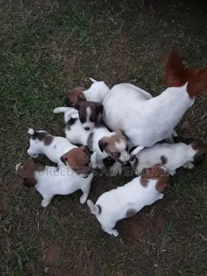 1-3 Months Male Purebred Jack Russell Terrier