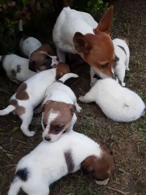 1-3 Months Male Purebred Jack Russell Terrier