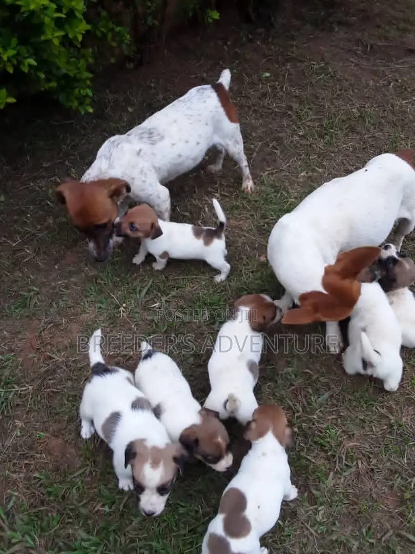 1-3 Months Female Purebred Jack Russell Terrier