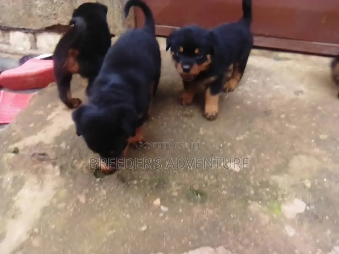 1-3 Months Female Purebred Rottweiler