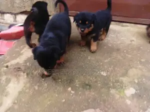 1-3 Months Female Purebred Rottweiler