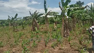 10acres of Land for Sale at Luwero
