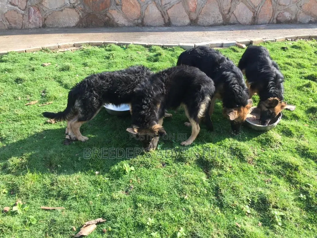 3-6 Months Male Purebred German Shepherd