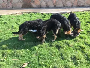 3-6 Months Male Purebred German Shepherd