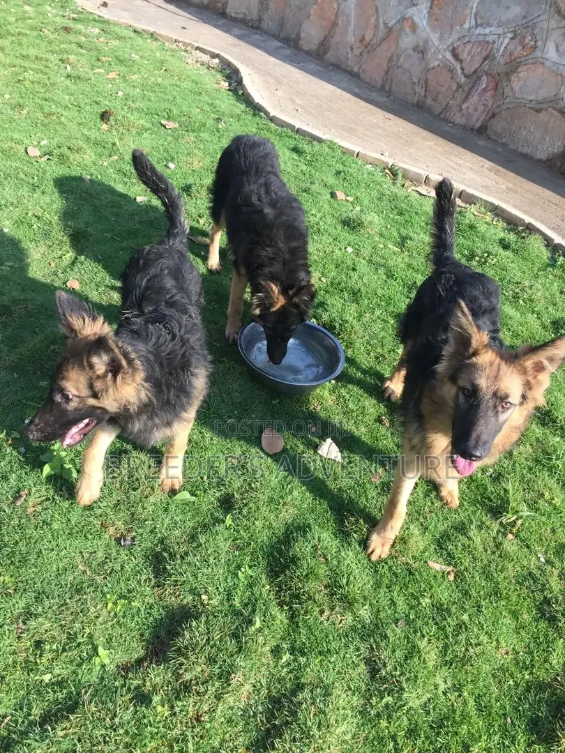 3-6 Months Male Purebred German Shepherd