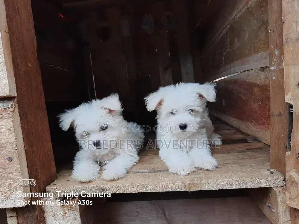 1-3 Months Male Purebred Maltese