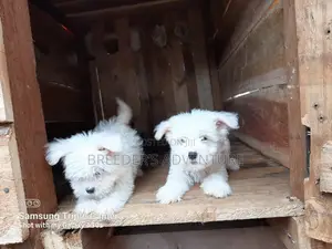 1-3 Months Male Purebred Maltese