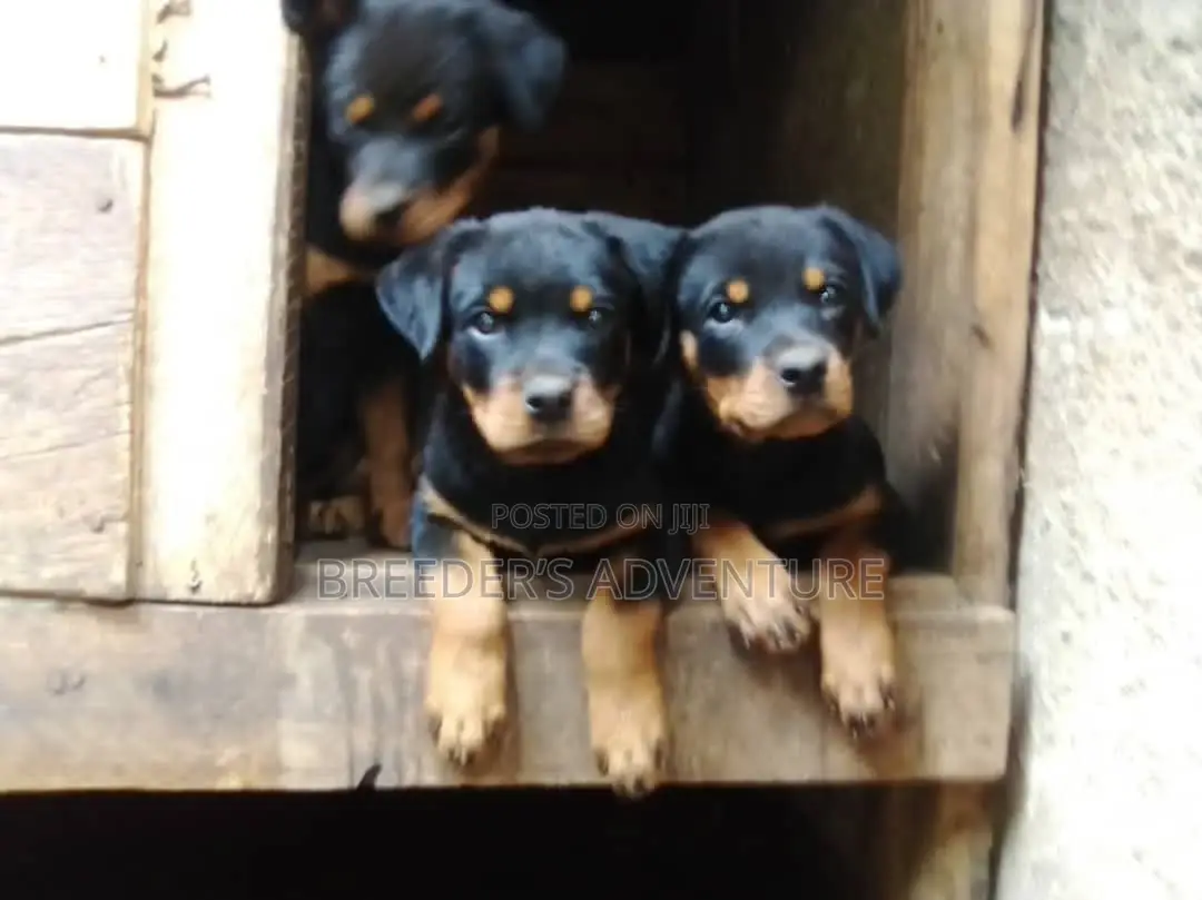 1-3 Months Female Purebred Rottweiler