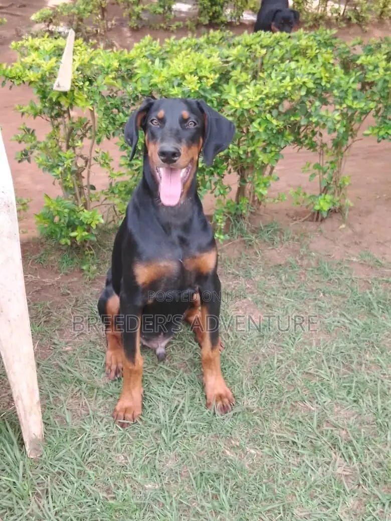 1-3 Months Male Purebred Doberman Pinscher