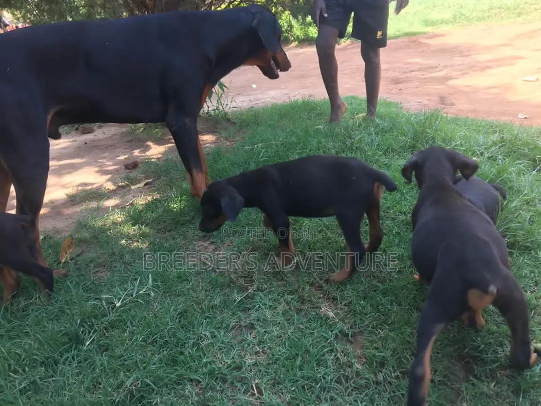 1-3 Months Male Purebred Doberman Pinscher
