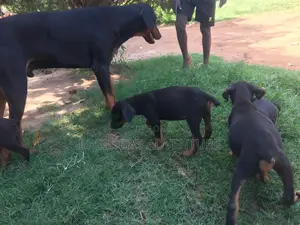 1-3 Months Male Purebred Doberman Pinscher