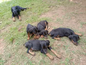 1-3 Months Male Purebred Doberman Pinscher