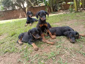 1-3 Months Male Purebred Doberman Pinscher