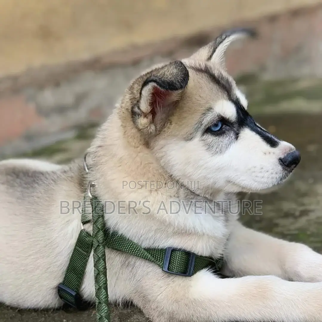 1-3 Months Male Purebred Siberian Husky