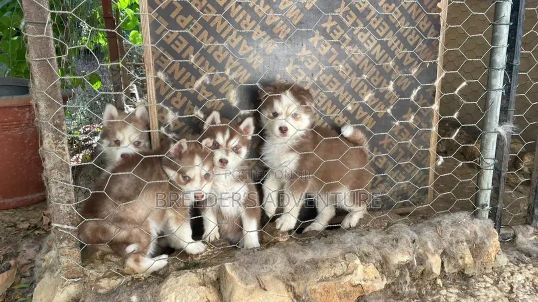 1-3 Months Male Purebred Siberian Husky
