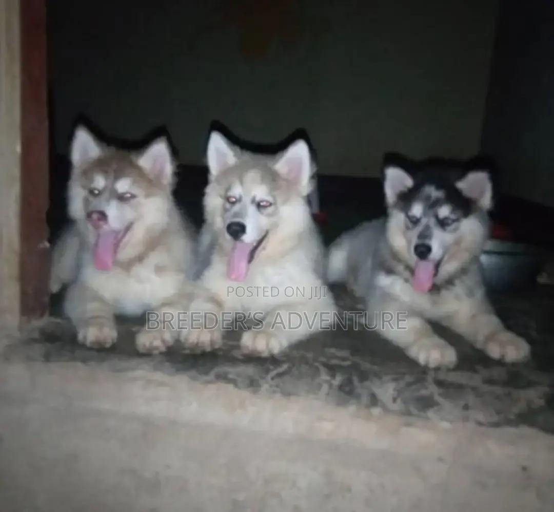 1-3 Months Male Purebred Siberian Husky