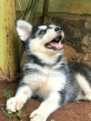 1-3 Months Male Purebred Siberian Husky
