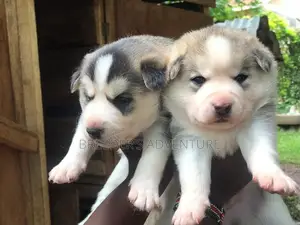 1-3 Months Male Purebred Siberian Husky