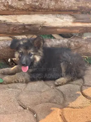 1-3 Months Male Purebred German Shepherd