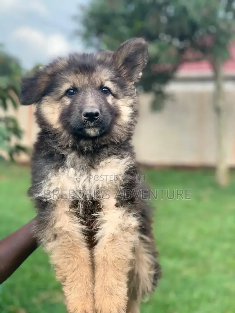 1-3 Months Male Purebred German Shepherd