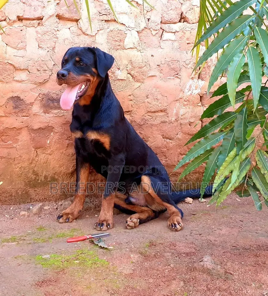 3-6 Months Male Purebred Rottweiler