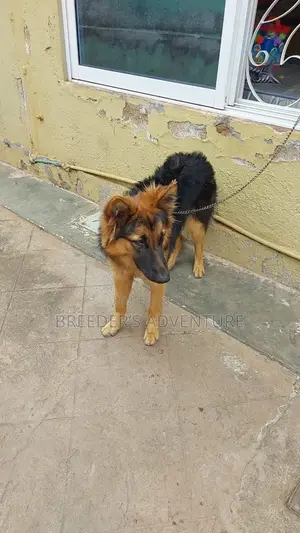 6-12 Months Female Purebred German Shepherd
