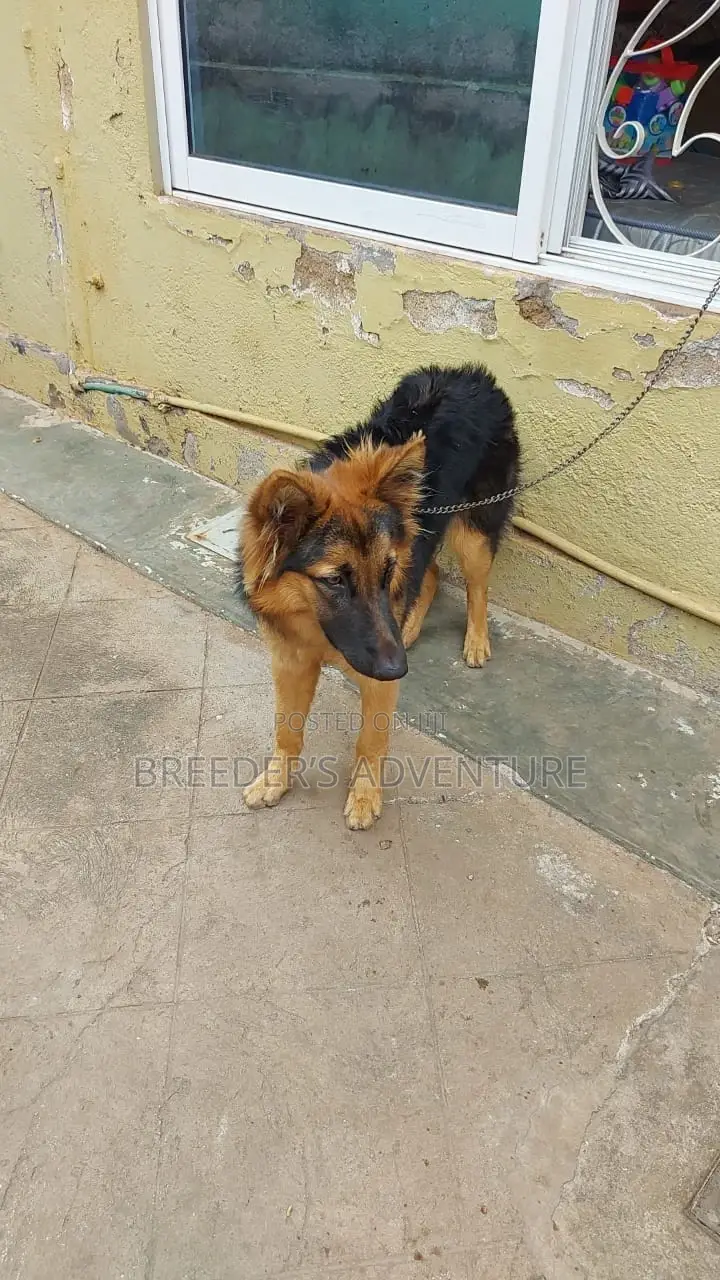 6-12 Months Female Purebred German Shepherd