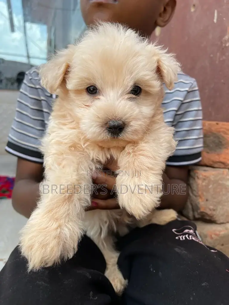 1-3 Months Male Purebred Maltese