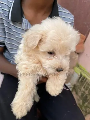 1-3 Months Male Purebred Maltese