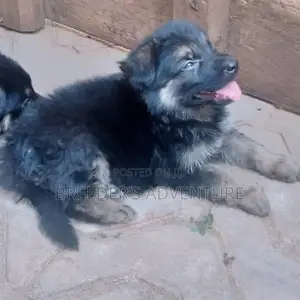 1-3 Months Male Purebred German Shepherd