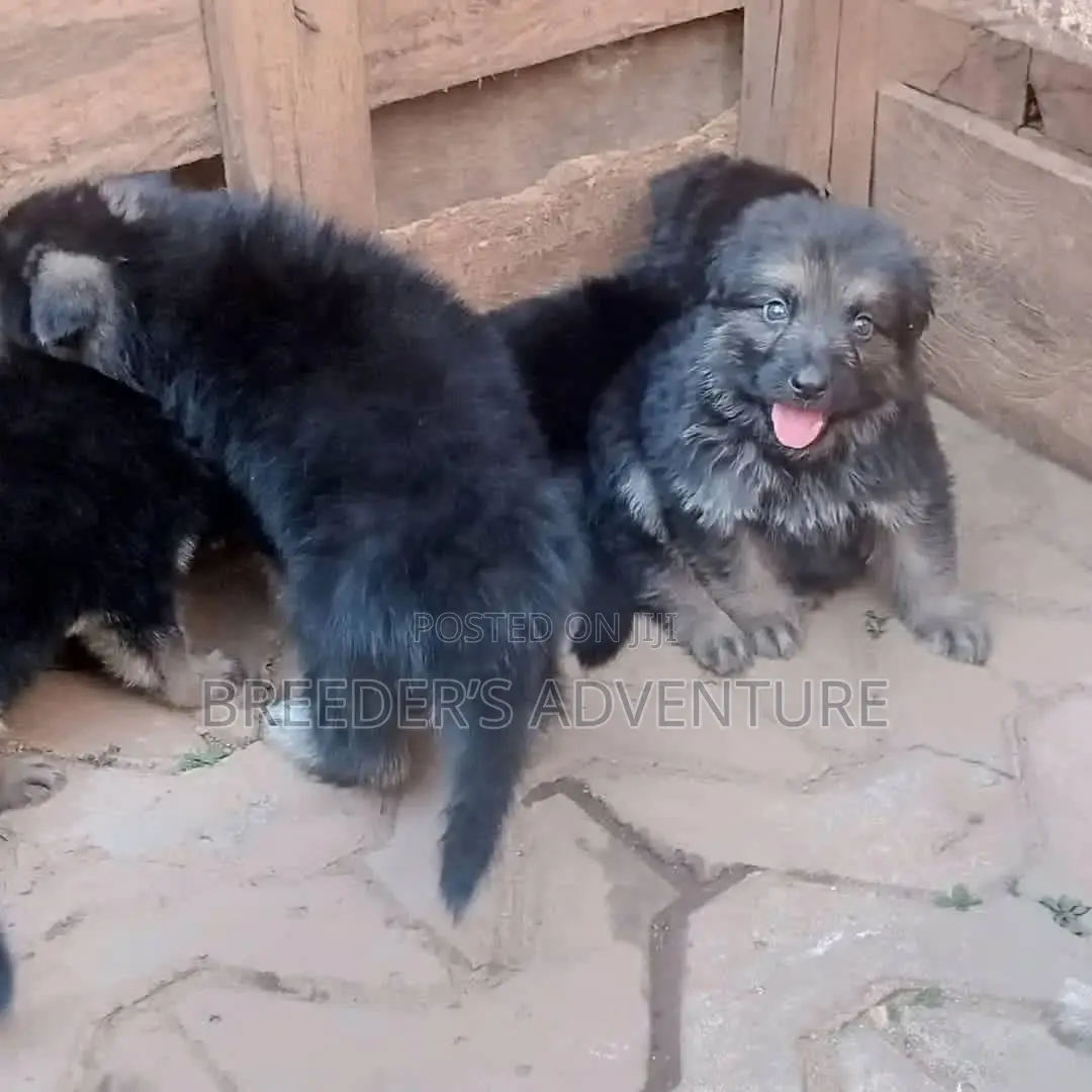 1-3 Months Male Purebred German Shepherd